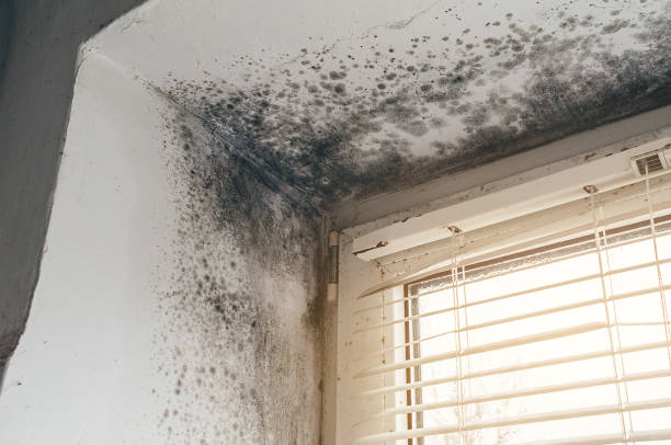 Affordable Attic Mold Remediation solutions in Gill, CO