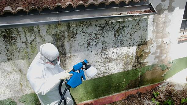 Top rated local Attic Mold Remediation specialists in Gill, CO